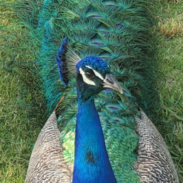 Peacock at LA Arboretum